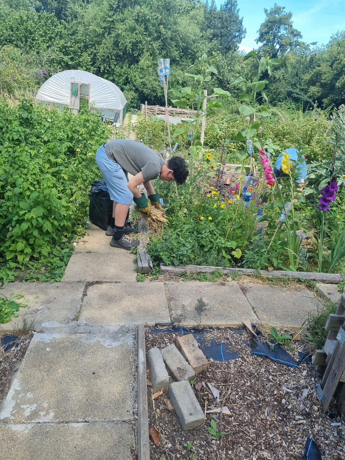 Young adults maintaining a productive garden beside a polytunnel