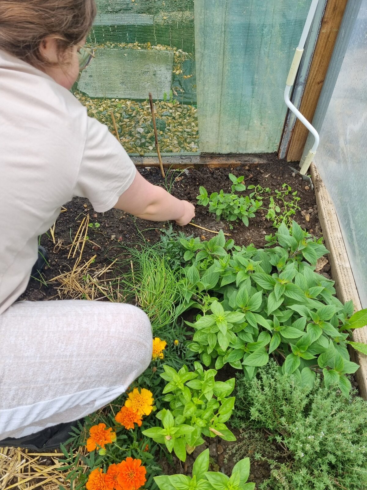 A young adult caring for herbs and flowers in a polytunnel bed