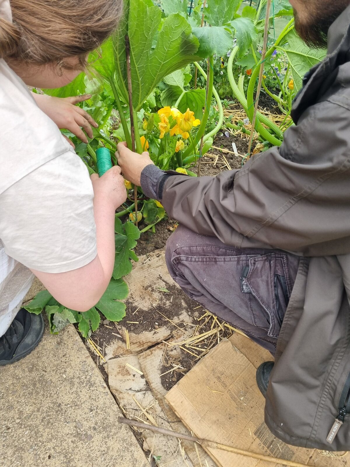 Two young adults working together on a practical horticulture task inside a polytunnel