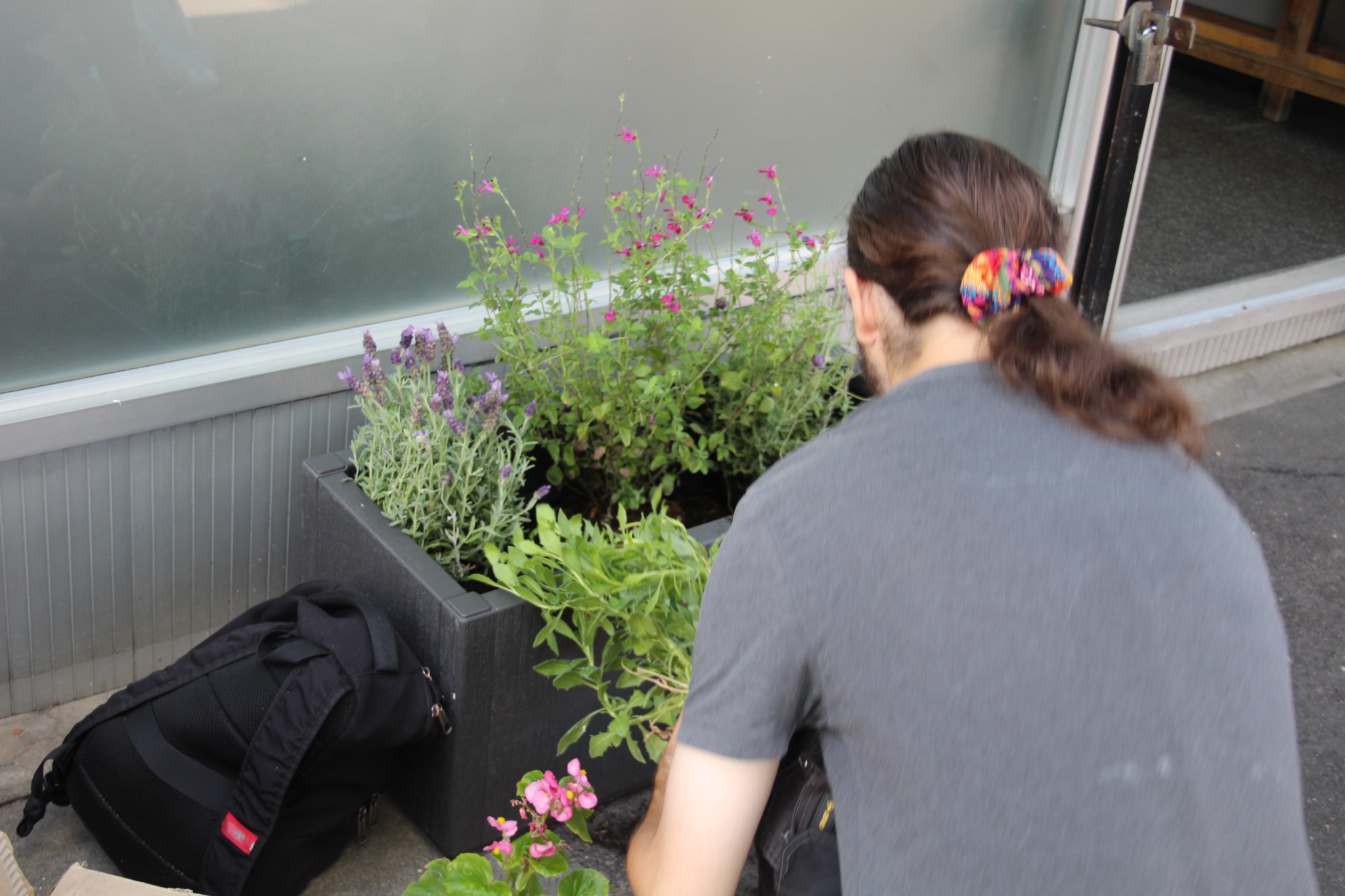 A young adult planting lavender, salvia and seasonal flowers outside a laundrette in Perivale